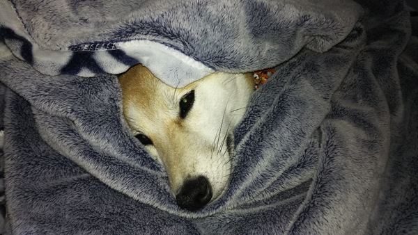 毛布に包まる柴犬