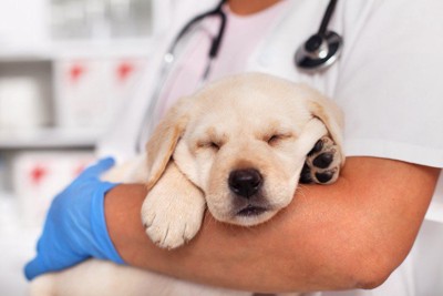 看護師さんに抱っこされている子犬