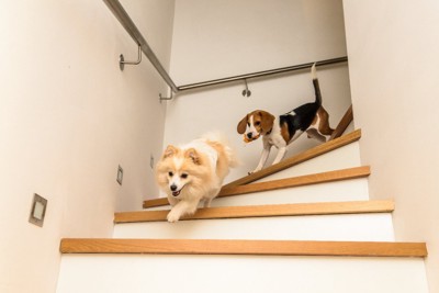 階段を駆け下りる犬たち