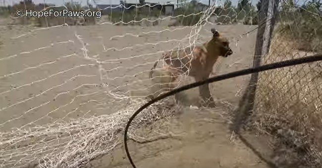 網にからまるオス犬