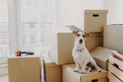 引っ越しの荷物と犬