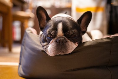 犬用ベッドのふちに顎を乗せて眠そうな顔をするフレブル