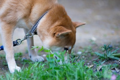 雑草を嗅ぐ犬