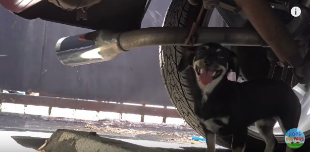 車の下に隠れた犬