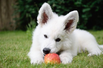 犬とりんご