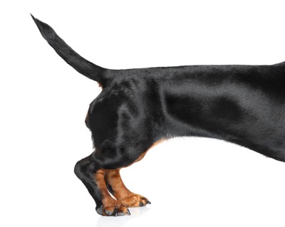 黒い犬の尻尾