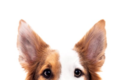 ピンと立った犬の耳