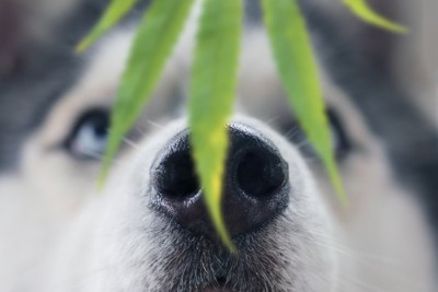 葉の匂いを嗅ぐ犬