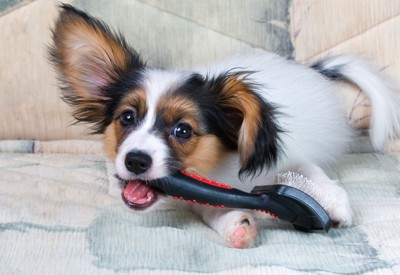 ブラシを噛む犬