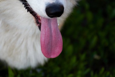 舌を出した犬の口