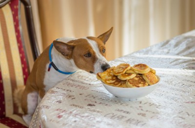 テーブルに置かれたパンケーキを食べる犬