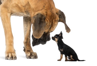 大型犬と小型犬