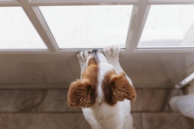窓の外を見る犬の頭頂部
