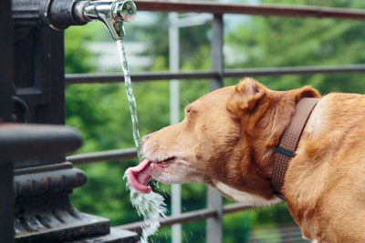 水道から流れる水を飲む犬
