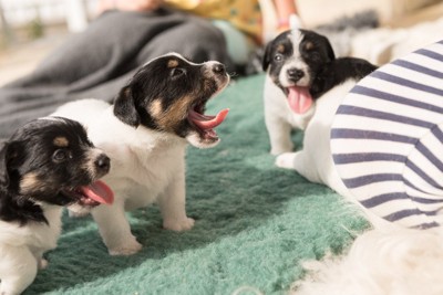 あくびをする3匹の子犬