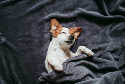 ベッドで布団をかけて眠る犬