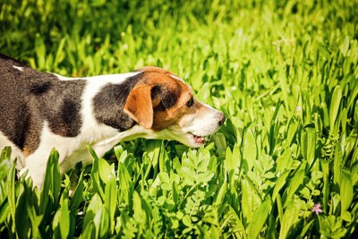 草むらに入って草を食べようとする犬