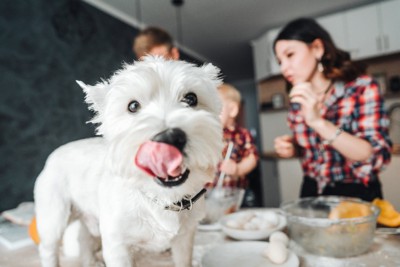 調理台の上で舌を出す犬