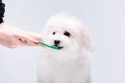 歯ブラシされる白い犬