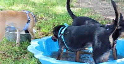 水遊びをする犬たち