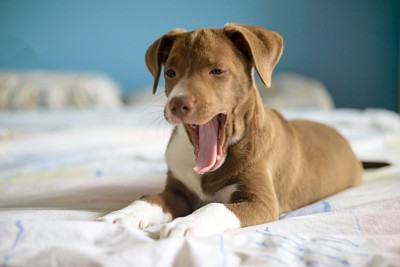あくびをしている犬