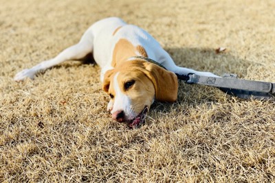 芝に横たわる白茶の垂れ耳の犬