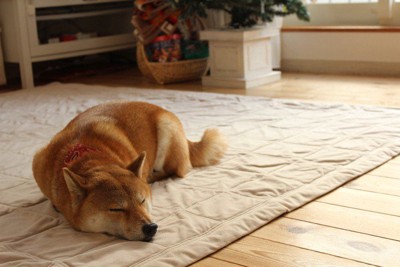 カーペットの上で眠る犬