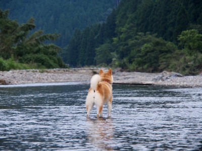 川で水遊びをする柴犬の後ろ姿