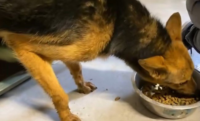 食べる犬