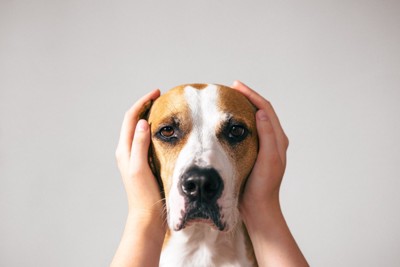 両耳を手で覆われている犬