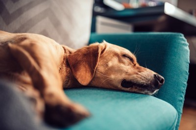 青いソファーで眠る犬