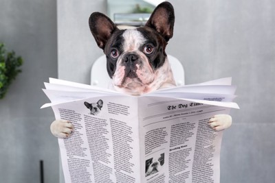 トイレで新聞を読む犬