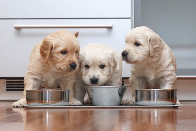 並んでご飯を食べる三匹の子犬