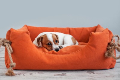 オレンジのベッドにジャックラッセルテリアの子犬