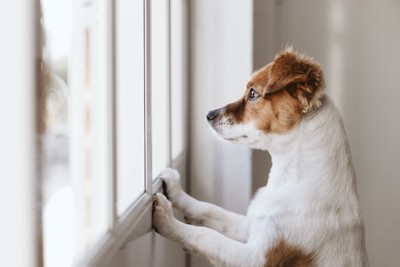 立ち上がって窓の外を見つめる犬