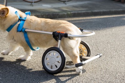 車いすで散歩する犬