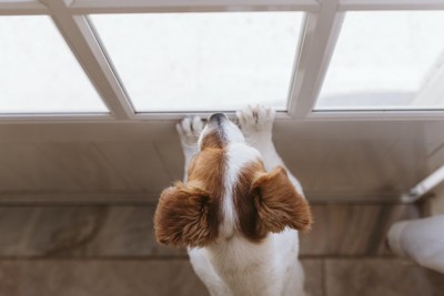 立ち上がって窓の外を見る犬