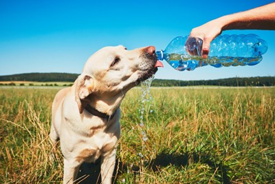 散歩中に水を飲む犬