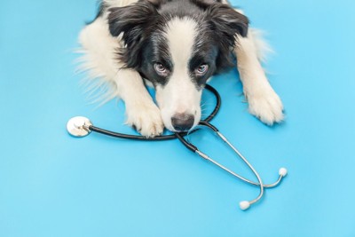 聴診器と犬