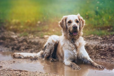 泥の中の犬