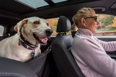 ドライブする女性と犬