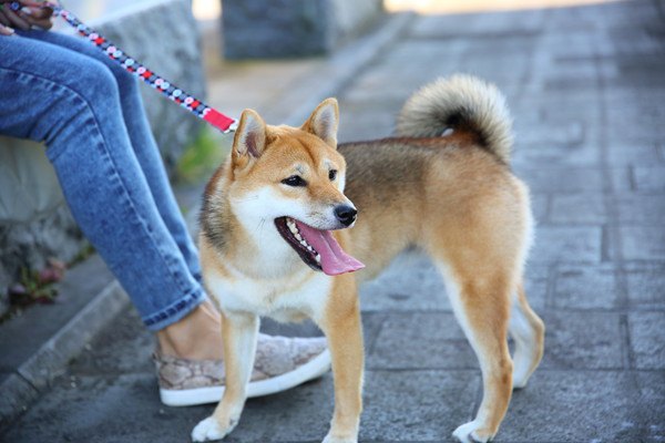 日本犬と人