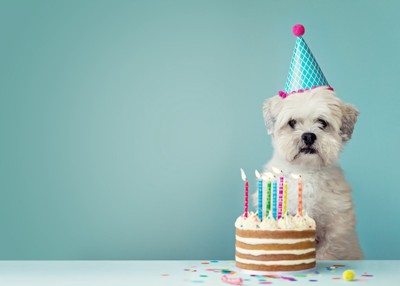 犬と誕生日ケーキ