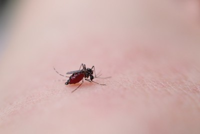 フィラリアの媒介となる蚊