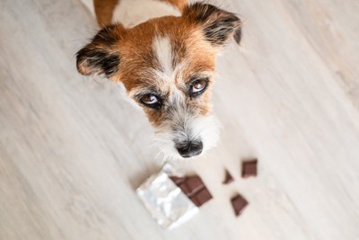 犬とわれたチョコレート