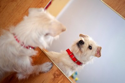 鏡をのぞき込んでいる白い犬