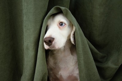 カーテンに隠れている犬