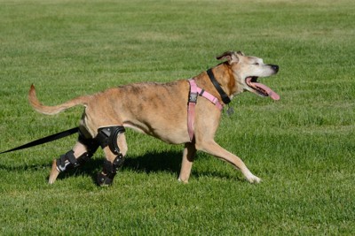 前十字靭帯断裂の治療装具をつけた犬