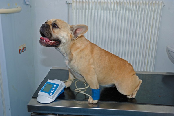 血圧を計る犬