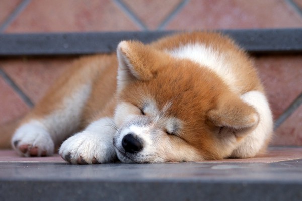 眠る秋田犬の子犬